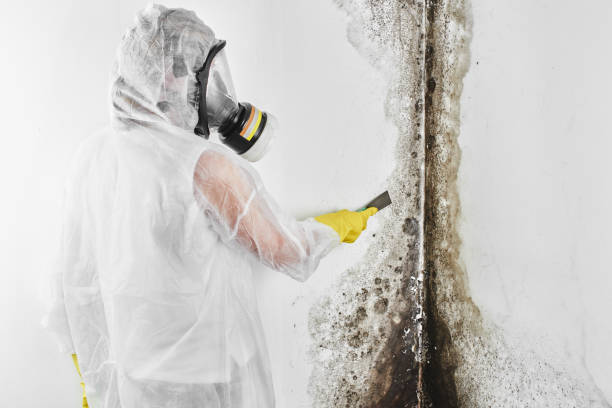 Trusted Coleytown, CT Mold Removal Experts