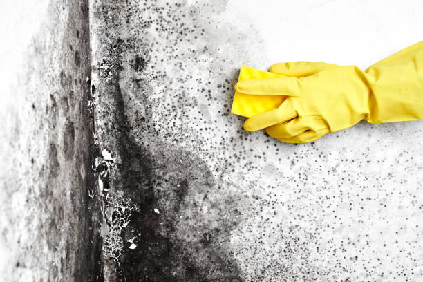 Best Mold Damage Repair  in Coleytown, CT
