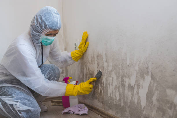 Best Best Mold Removal Companies  in Coleytown, CT