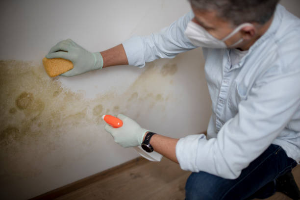 Best Black Mold Removal  in Coleytown, CT