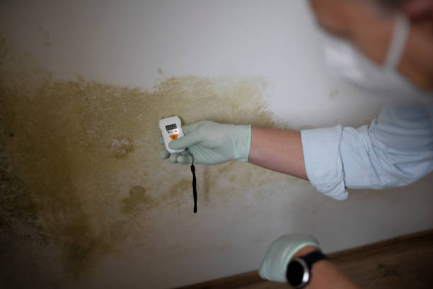 Best Professional Mold Removal  in Coleytown, CT