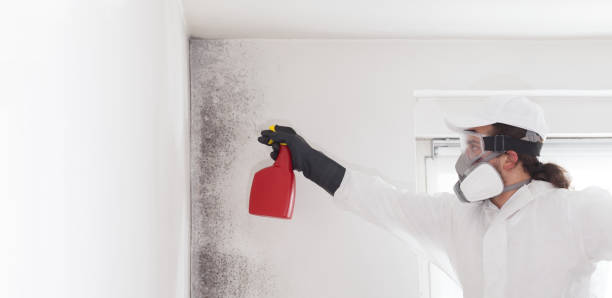 Best Mold Testing  in Coleytown, CT