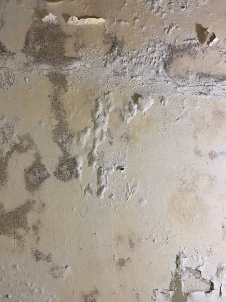 Best Mold Removal Near Me  in Coleytown, CT