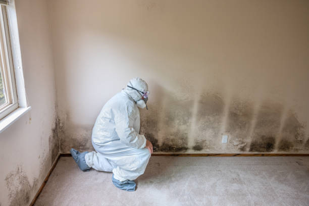 Home Mold Removal in Coleytown, CT